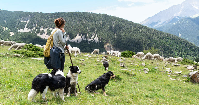 Different clusters of sheep meander around a mountain-top pasture while a shepherd with her four sheep dogs watch over the scattered sheep